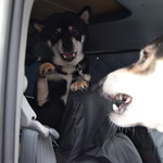 ピッザピッザピッザ - 