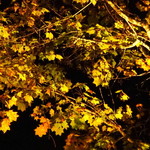 マウレ山荘 - 紅葉