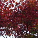 マウレ山荘 - 紅葉