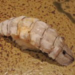 鮨匠 のむら - しゃこ（活きてるのを湯がいてくれた）