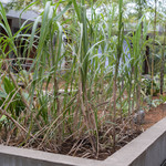 和三盆 恵菓 - 竹糖（ちくたう）