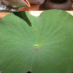 大文字屋　龍田川 - 2.出汁が下へ落ちる仕組み