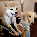 dog cafe moi moi - 