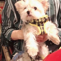 ビストロ・カフェ・ド・パリ - テラスはペットおっけーです