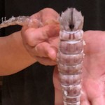 刺身BAR 河岸頭 - 