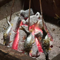 和田屋 - 囲炉裏でつきっきりで焼いてくれます