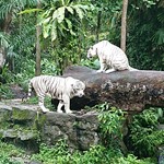 Ah Meng Restaurant - 