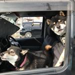 ピッザピッザピッザ - 