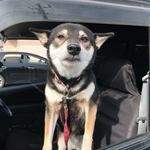 ピッザピッザピッザ - 