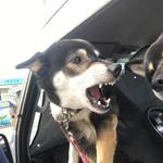 ピッザピッザピッザ - 