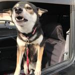 ピッザピッザピッザ - 