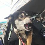 ピッザピッザピッザ - 