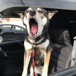 ピッザピッザピッザ - 