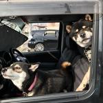 ピッザピッザピッザ - 