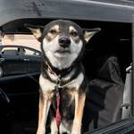 ピッザピッザピッザ - 