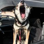 ピッザピッザピッザ - 