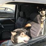 ピッザピッザピッザ - 