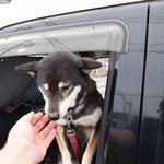 ピッザピッザピッザ - 