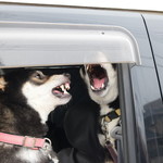 ピッザピッザピッザ - 