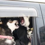 ピッザピッザピッザ - 