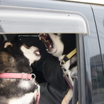 ピッザピッザピッザ - 