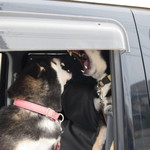 ピッザピッザピッザ - 