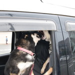 ピッザピッザピッザ - 