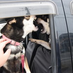 ピッザピッザピッザ - 