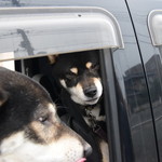 ピッザピッザピッザ - 