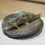 髙橋 謙太郎 - 稚鮎☆