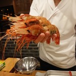 東麻布 天本 - ボタンエビ