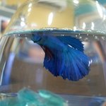 ネオ アマゾリカ - 