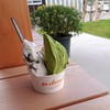 ジェラテリア パッチェリービー ジェラテリア パッチェリービー