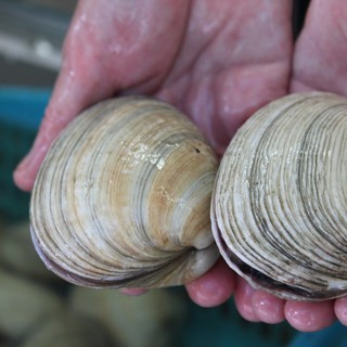 大蛤蜊