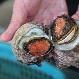 Grilled turban shell