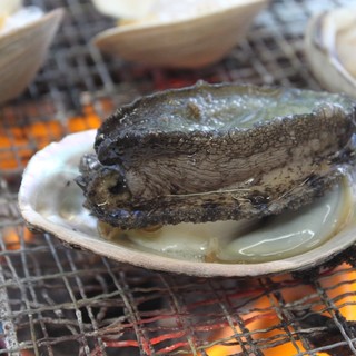 Abalone