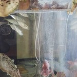 玄海鮨 - アジ  カワハギ  タイ