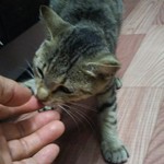 寺泊中央水産 まるなか - おまけショット  アズキのハミハミが、痛気持ちいい～