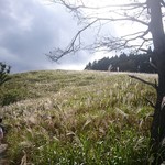 かんざき 大黒茶屋 - 砥峰高原のすすき