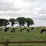 Lords Of The Manor - 