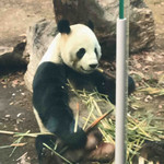 肉の大山 - ちなみに観覧整理券が必要なのは母子だけで、
      お父さんパンダのリーリーは自由に観られるの。
      リーリーはイケパンだねぇ。写真をいっぱい撮っちゃった。