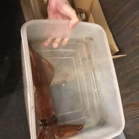 鯖とか烏賊とか真とか - 