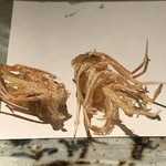 天冨良 天甲本店 - 海老の足