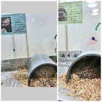 あにまるかふぇ - リン♀（ハリネズミ）/ズンダー♀（ハリネズミ）　ハリネズミは個室