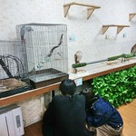 あにまるかふぇ - フクロウたちの部屋　手を消毒してもらって、自由に触れ合える　手の甲の方で優しく触ってね