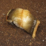 寿司つばさ - 穴子