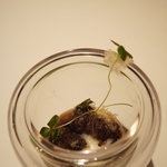 フロリレージュ - メイン二品目は鹿のヒレ肉の煮込み。とろけます(*^_^*)（2011/3）