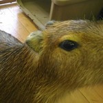 カピバランドＰＵＩＰＵＩ - 愛くるしいおめめ