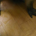 カピバランドＰＵＩＰＵＩ - 水かきのある手。水泳は得意らしい