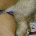 カピバランドＰＵＩＰＵＩ - ゆっくりとお休み中〜　どんな夢を見ているのでしょう